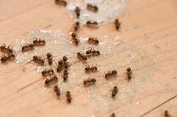 Best Bed Bug Extermination  in Treasure Lake, PA