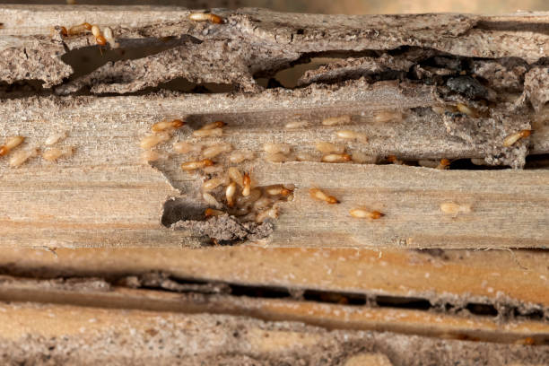 Best Pest Control for Homes  in Treasure Lake, PA